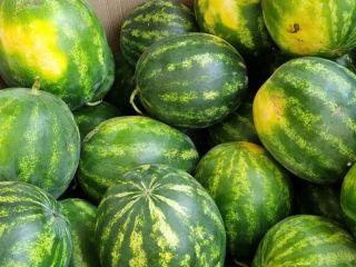 I will sell fresh watermelon, size 3-9kg, packaging to