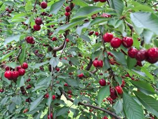 CHERRIES - Cherries are sold with planned shaking in