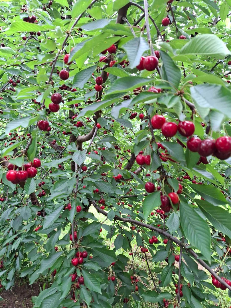 CHERRIES - Cherries are sold with planned shaking in small and large lots in the Szabolcs-Szatmár-Bereg district, Érpatak Zsindelyes farm