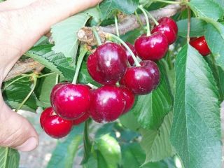 Cherries (Sweet Heart, Regina, Cartilage Cherry, Kordina, Skeena) If