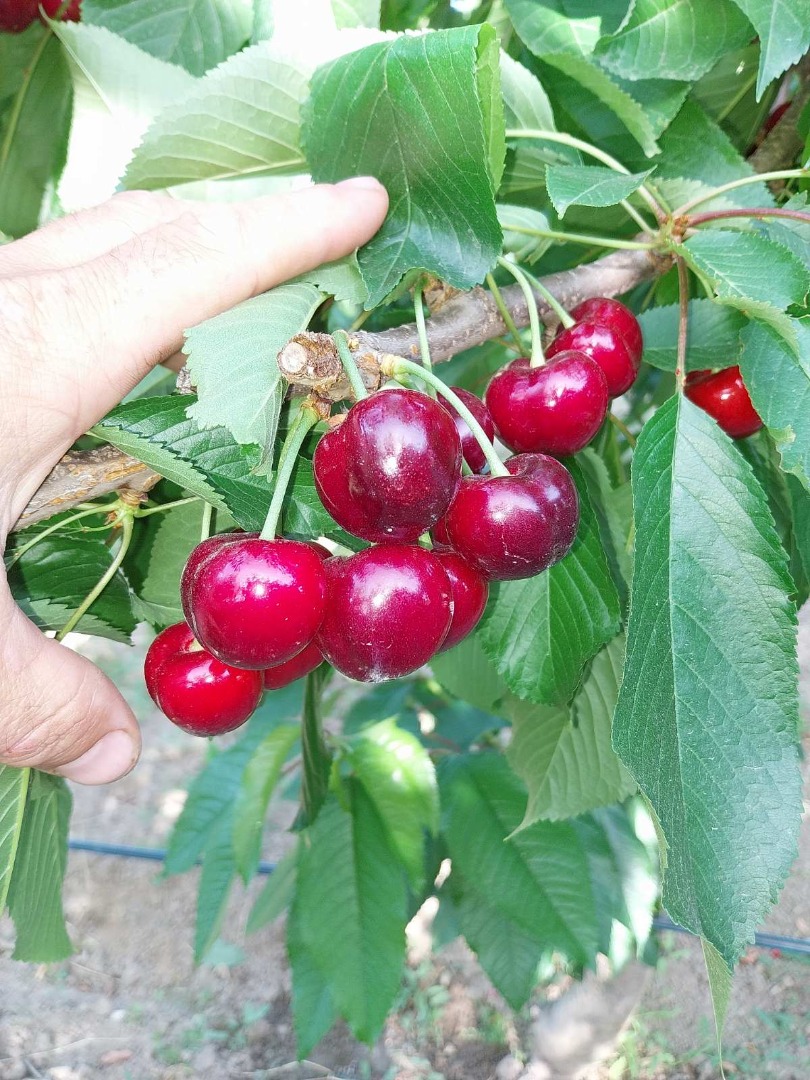 Cherries (Sweet Heart, Regina, Cartilage Cherry, Kordina, Skeena) If you are interested, we will send the cherries in an air-conditioned truck organized by us