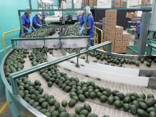 We offer avocado caliber 14-20 at $2300 / Metric