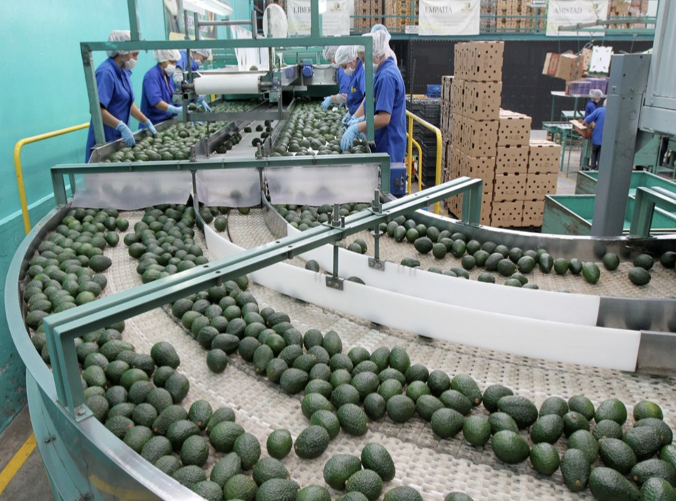 We offer avocado caliber 14-20 at $2300 / Metric Ton CIF Spain OTHER CHARACTERISTICS: Primary packaging: 4kg boxes: 264 boxes per pallet, 20 pallets per