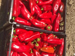 We supply Fresh Capia Peppers , Jalapenos and Gherkins