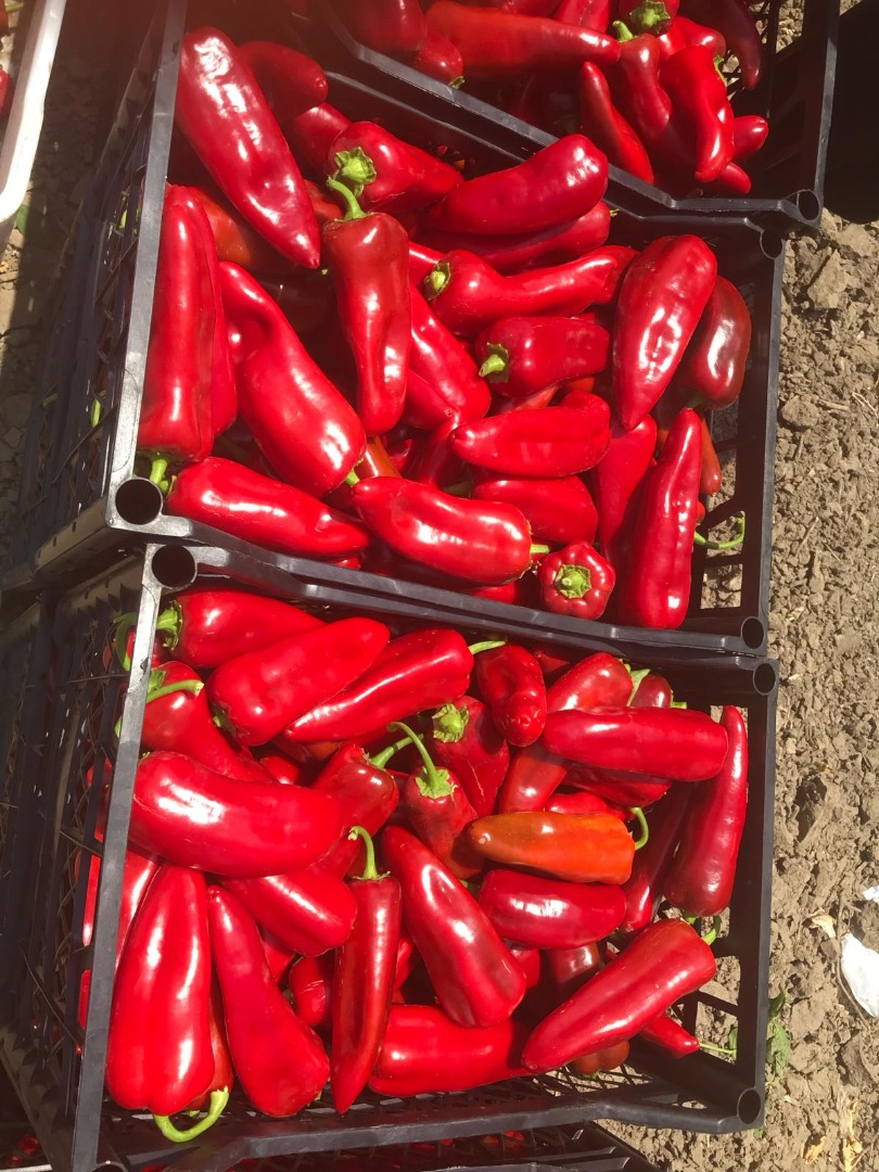 We supply Fresh Capia Peppers , Jalapenos and Gherkins for industrial use, from Turkiye, please contact for more information