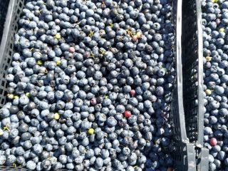 I will buy blueberries for industry