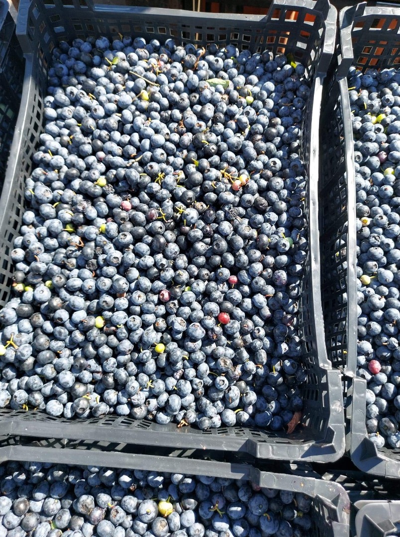 I will buy blueberries for industry