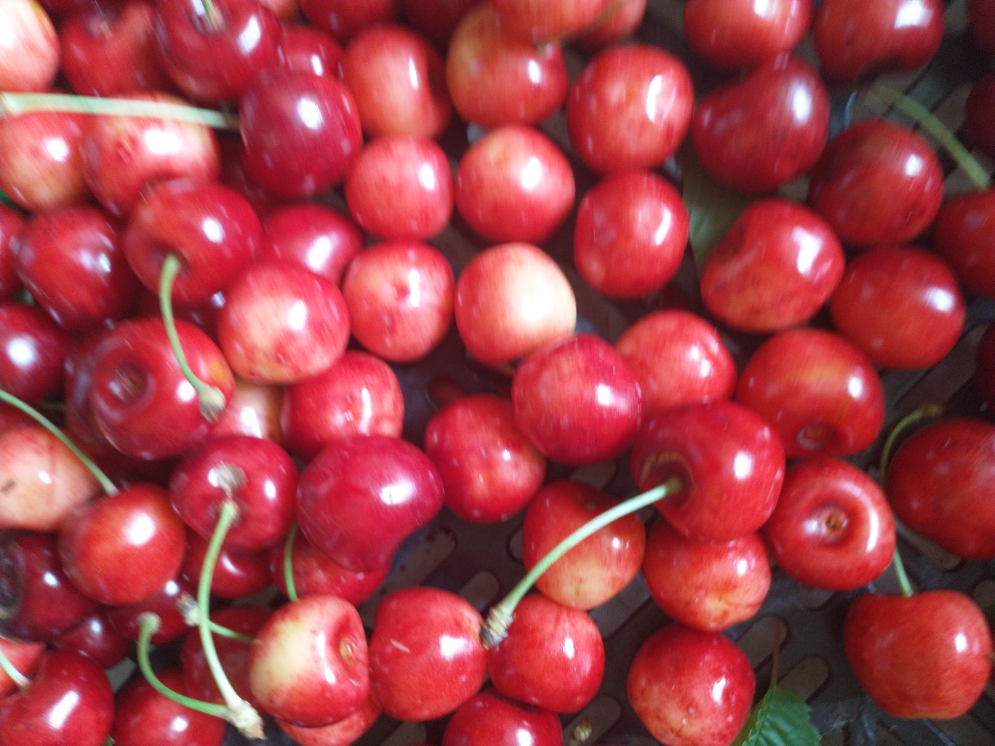 I will sell Poznań cherries, now I have healthy ones without worms, grown in an eco-friendly environment, possible delivery to Warsaw or personal collection