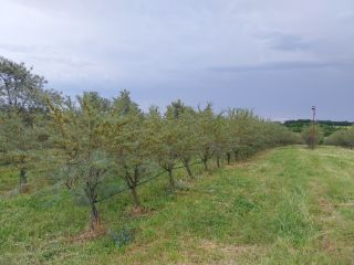 Organic sea buckthorn for sale