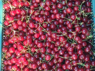 Polish cherry. Directly from the farmer, price negotiable.
