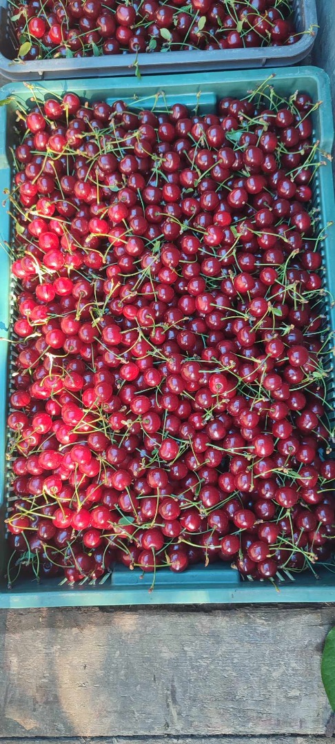 Polish cherry