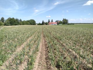 I will sell garlic from the 2024 harvest of