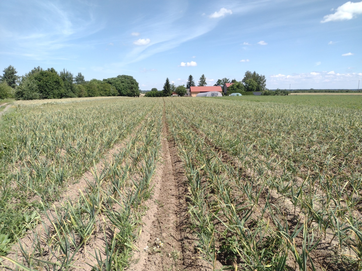 I will sell garlic from the 2024 harvest of the Harnaś Lubasza variety