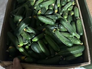 we send good and tasty cucumbers in large quantities.