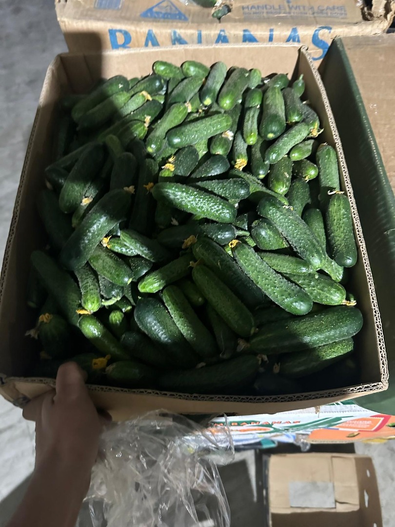 we send good and tasty cucumbers in large quantities