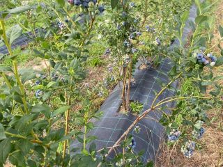 I will sell farmed blueberries from a 4-year-old plantation.