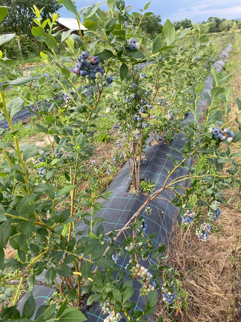 I will sell farmed blueberries from a 4-year-old plantation