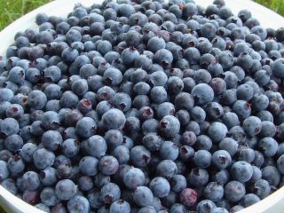 Fresh picked mountain blueberries for sale. I deliver in