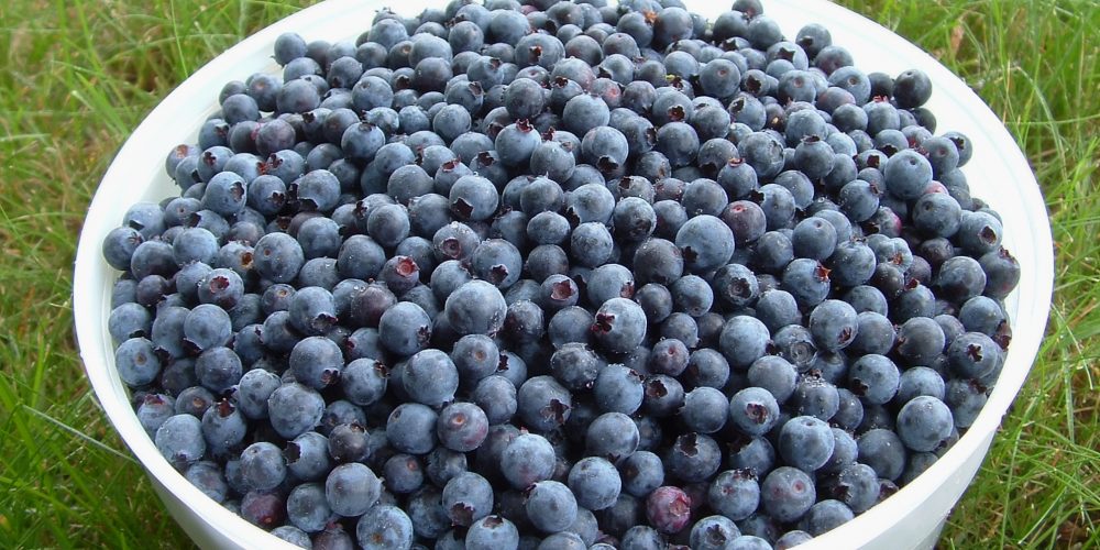 Fresh picked mountain blueberries for sale