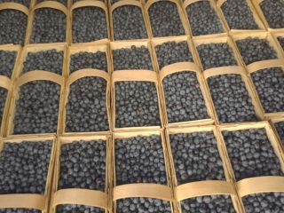 Hello, I have large quantities of blueberries from 65