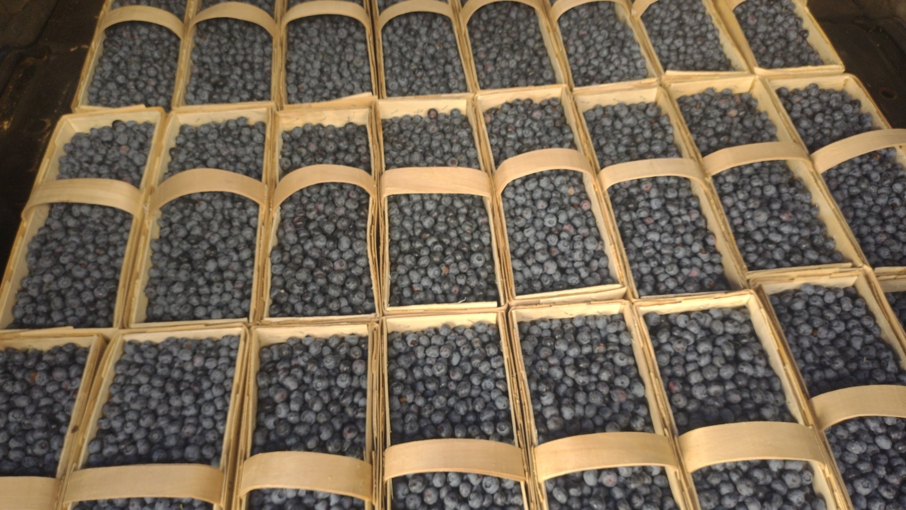 Hello, I have large quantities of blueberries from 65 hectares, please contact me if you are interested