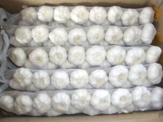 With the good quality and cheap price of our