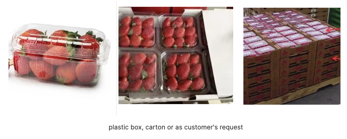 Big Sale - Strawberry Global Gap direct fresh strawberry- high quality best taste FREE TAX negotiable price Origin: Brazil We are leading company of trade high