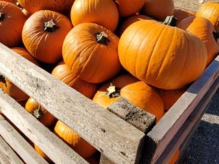 I will cooperate with the delivery of Halloween pumpkins.