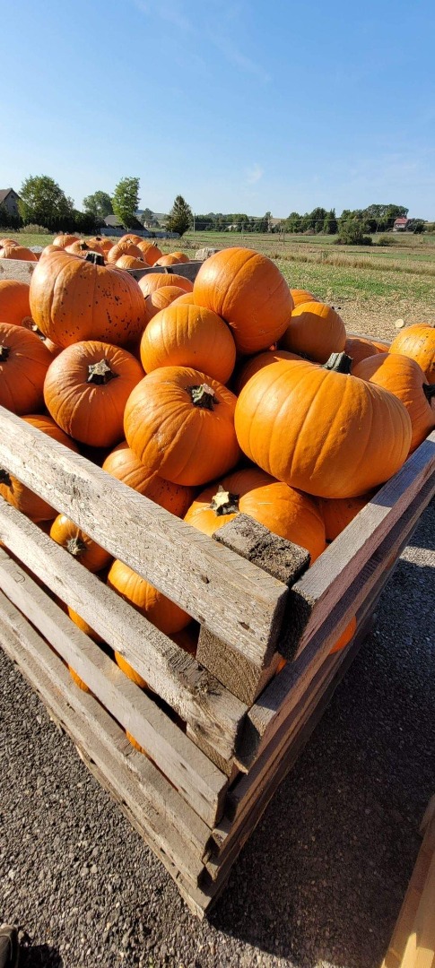 I will cooperate with the delivery of Halloween pumpkins