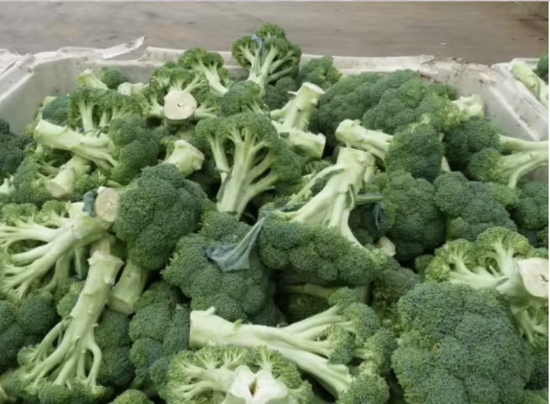 We are[phone number] of the leading Exporting Company in the field of agriculture productes for 25 years We Supply all kind of Fruit And Vegetables We would