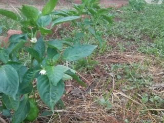 We sell freshly harvested green pepper.