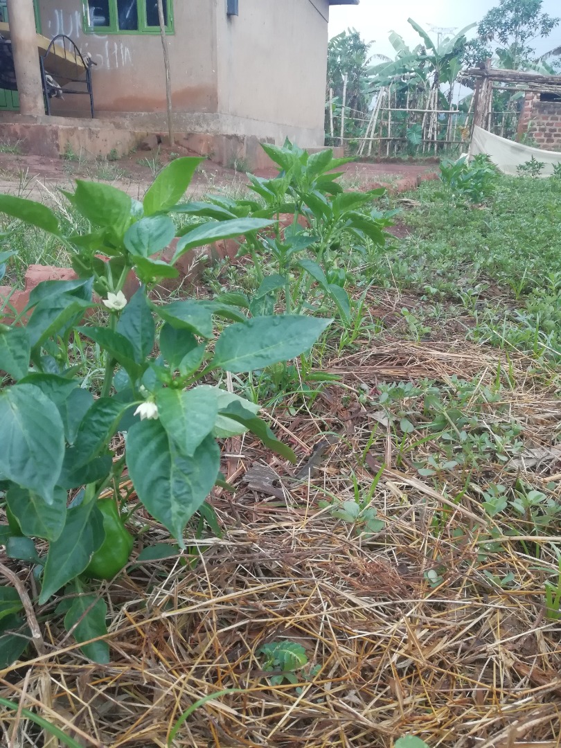 We sell freshly harvested green pepper