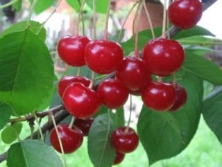 I'm selling cherries! Suitable for compote, jam or tart!