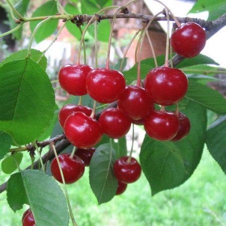 I'm selling cherries! Suitable for compote, jam or tart! Under 30 kg - 7 lei Over 30 kg - 6 lei