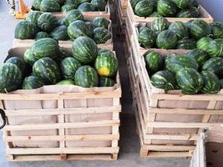 Sell watermeon from albania qualitet goods ...im interested for
