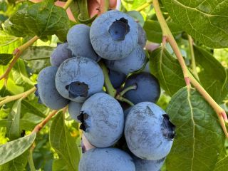 Hello, I have blueberries in larger quantities, 64 hectares.