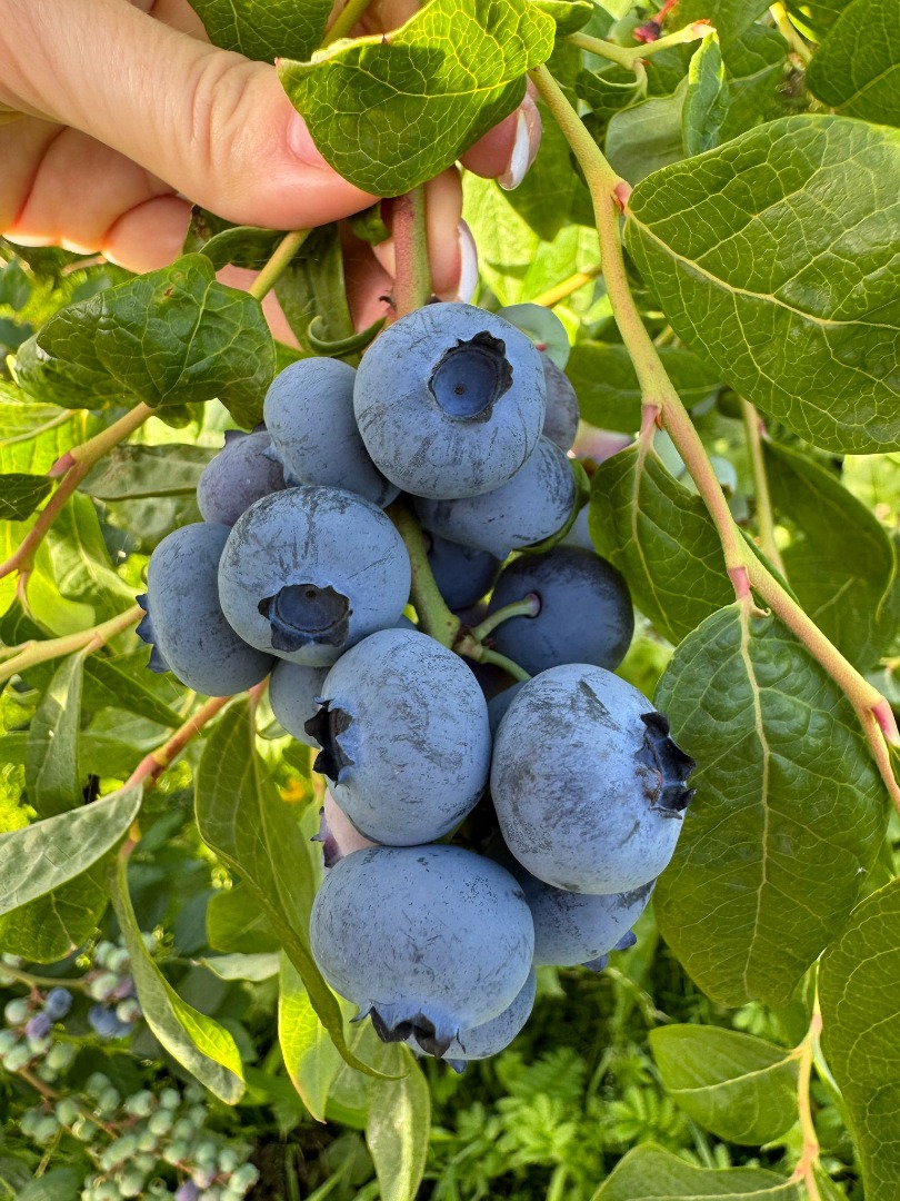 Hello, I have blueberries in larger quantities, 64 hectares