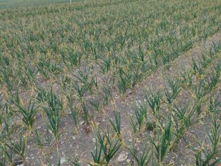 Harnaś garlic, about 100,000 heads. Please contact me. Dirty