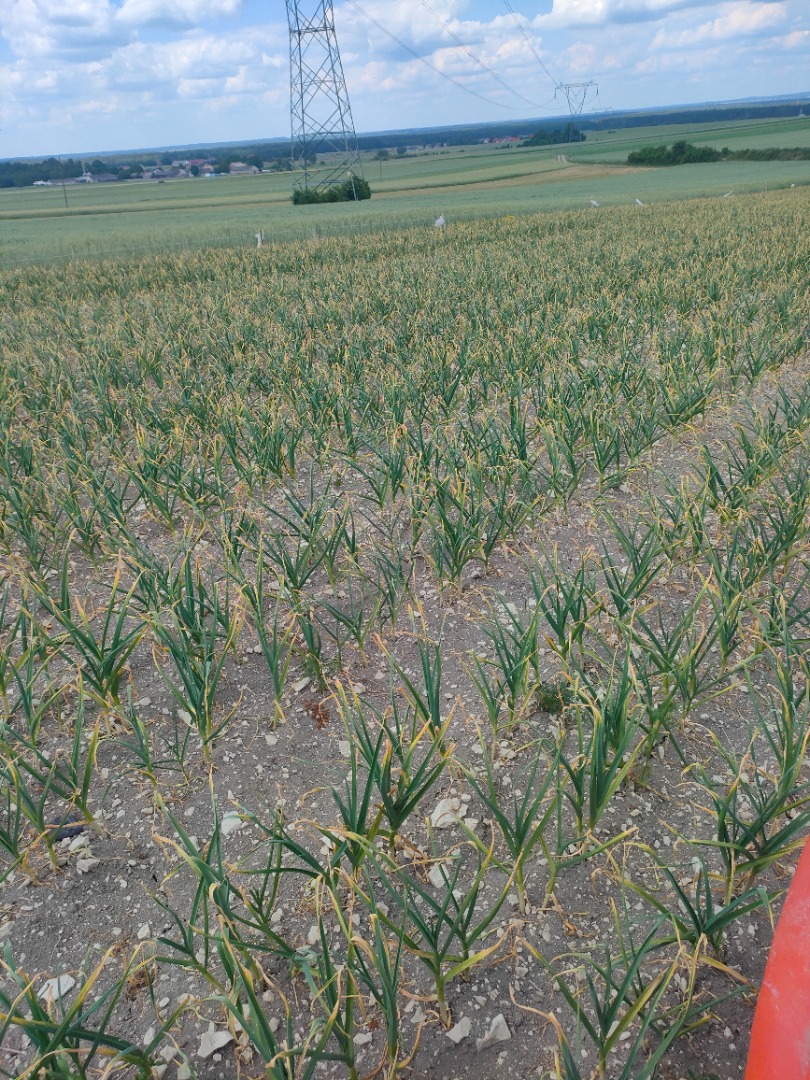 Harnaś garlic, about 100,000 heads