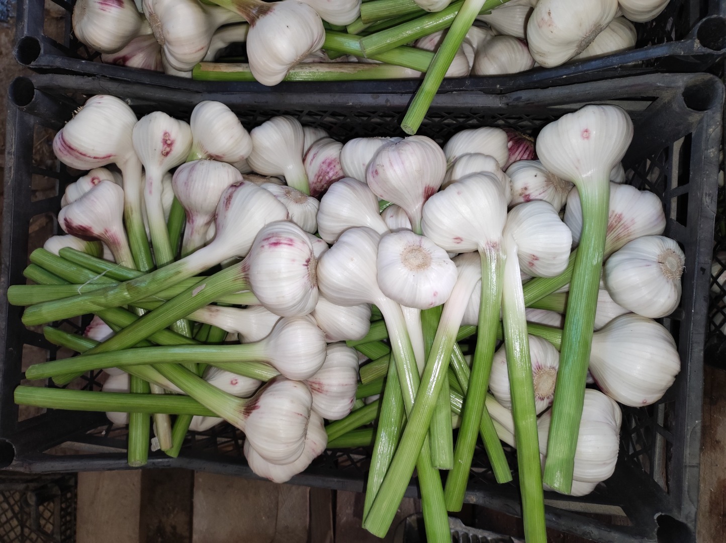 I will sell winter garlic of the Spanish variety, Lubasz