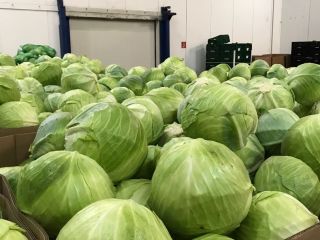 We offer white cabbage for sale, both for the