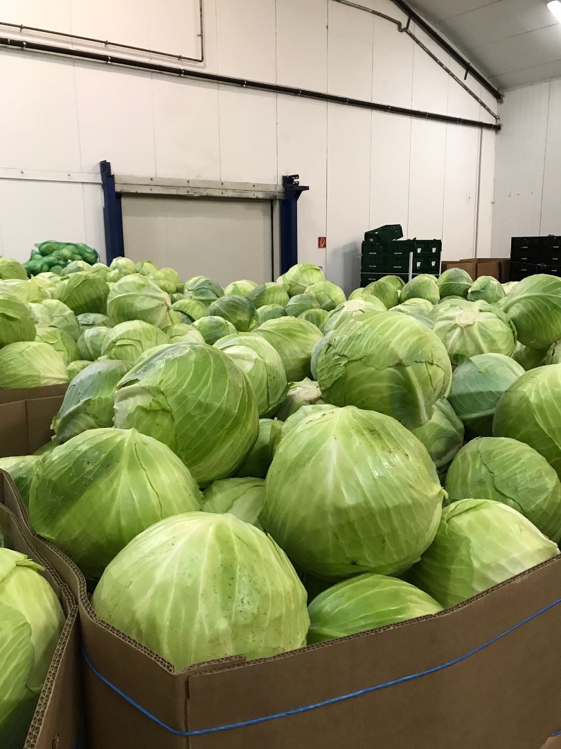 We offer white cabbage for sale, both for the fresh market and for processing