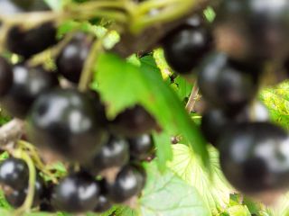 Good morning, I'm selling hand-picked blackcurrants. No fertilizers, etc.,