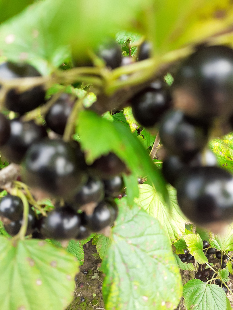 Good morning, I'm selling hand-picked blackcurrants
