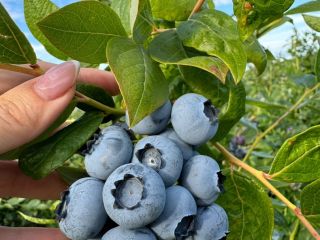 Hello, we have a large amount of Blueberries, if
