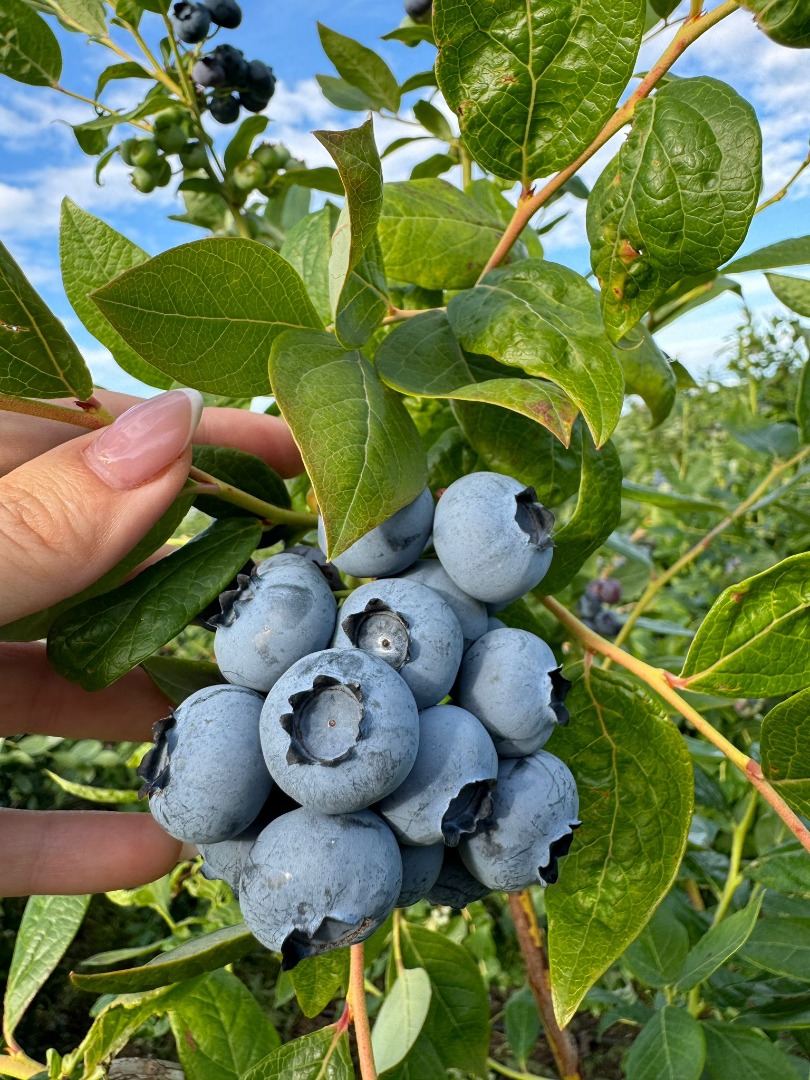 Hello, we have a large amount of Blueberries, if you are interested, please contact us