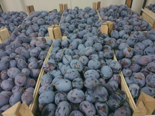Plum fruits are large, beautiful, oval-elongated in shape. The