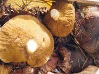 We sell homegrown wild mushrooms type: Dried and brined