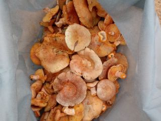 We sell homegrown wild mushrooms type: Dried and brined