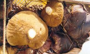 We sell homegrown wild mushrooms type: Dried and brined Boletus / Brined Lactarius Deliciosus / Dried Morchella